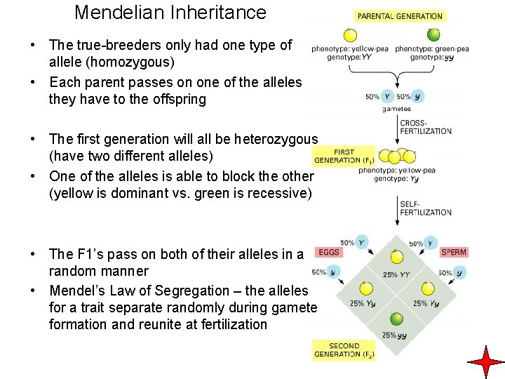 Mendelian Inheritance • The true-breeders only had one type of allele (homozygous) • Each