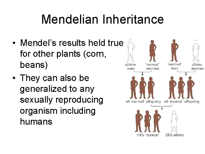 Mendelian Inheritance • Mendel’s results held true for other plants (corn, beans) • They