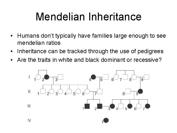 Mendelian Inheritance • Humans don’t typically have families large enough to see mendelian ratios