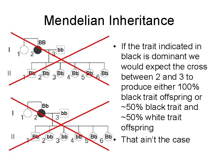 Mendelian Inheritance BB bb Bb Bb Bb bb bb bb Bb • If the