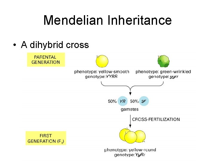 Mendelian Inheritance • A dihybrid cross 