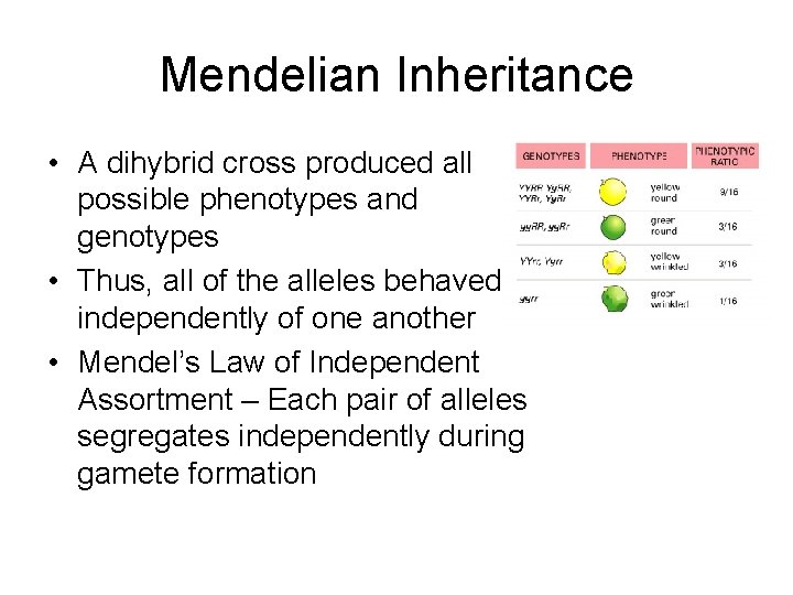Mendelian Inheritance • A dihybrid cross produced all possible phenotypes and genotypes • Thus,