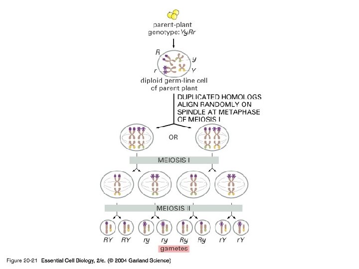 DNA Analysis: DNA Cloning 