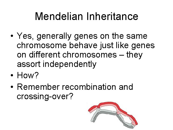 Mendelian Inheritance • Yes, generally genes on the same chromosome behave just like genes