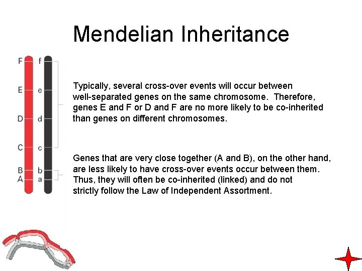 Mendelian Inheritance Typically, several cross-over events will occur between well-separated genes on the same