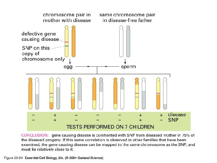 DNA Analysis: Nucleic Acid Hybridization 