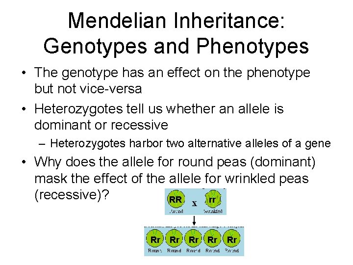 Mendelian Inheritance: Genotypes and Phenotypes • The genotype has an effect on the phenotype