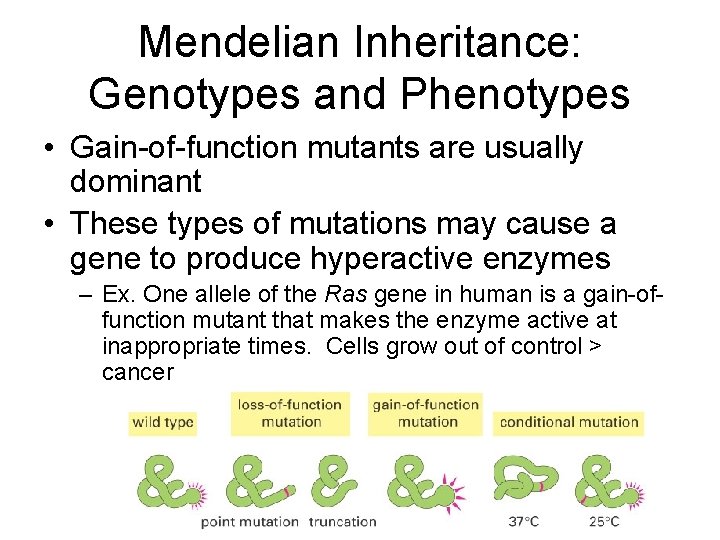 Mendelian Inheritance: Genotypes and Phenotypes • Gain-of-function mutants are usually dominant • These types