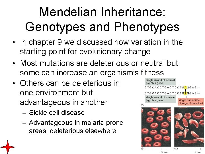 Mendelian Inheritance: Genotypes and Phenotypes • In chapter 9 we discussed how variation in