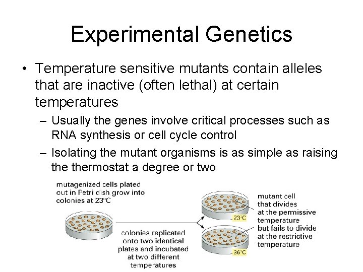 Experimental Genetics • Temperature sensitive mutants contain alleles that are inactive (often lethal) at