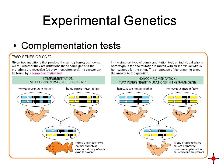 Experimental Genetics • Complementation tests 
