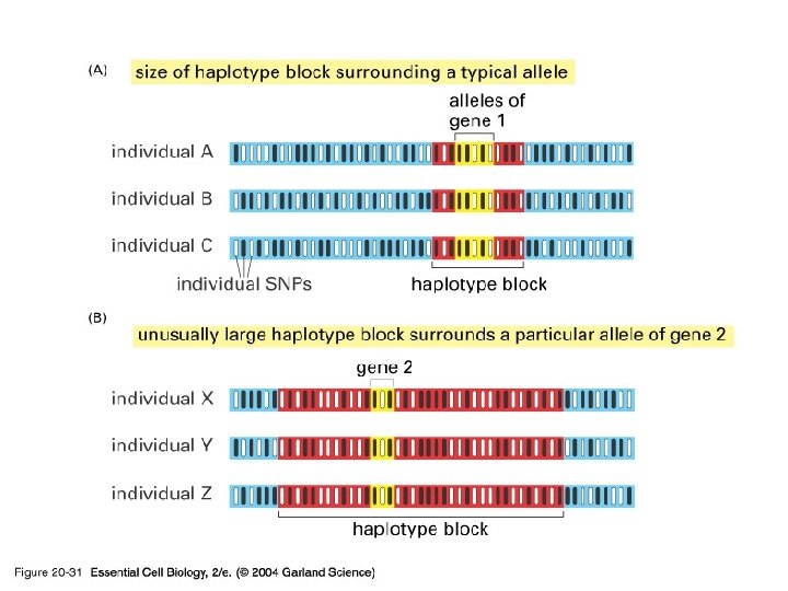 20_31_haplotype_blocks. jpg 