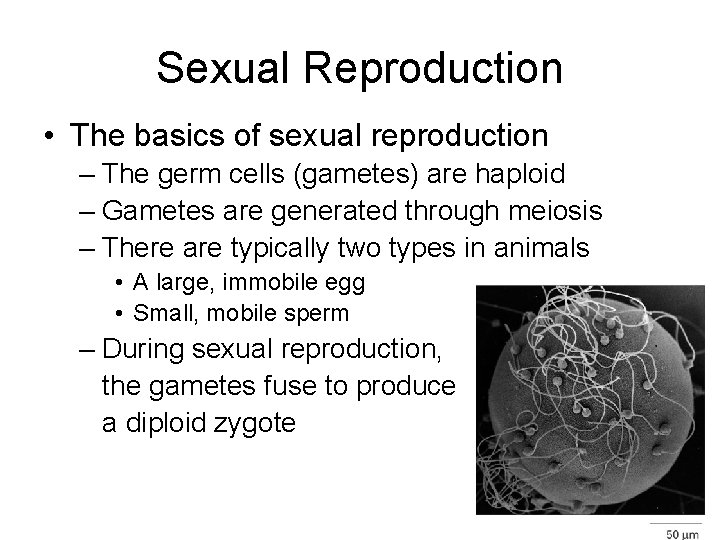 Sexual Reproduction • The basics of sexual reproduction – The germ cells (gametes) are