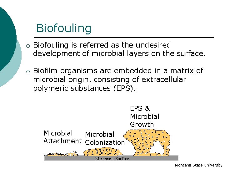 Biofouling o Biofouling is referred as the undesired development of microbial layers on the