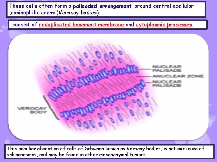 These cells often form a palisaded arrangement around central acellular , eosinophilic areas (Verocay