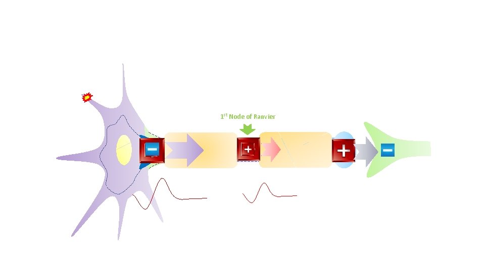 1 st Node of Ranvier 