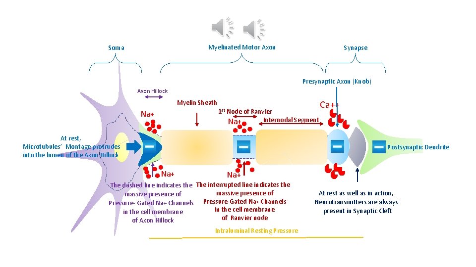 Myelinated Motor Axon Soma Synapse Presynaptic Axon (Knob) Axon Hillock Myelin Sheath 1 st