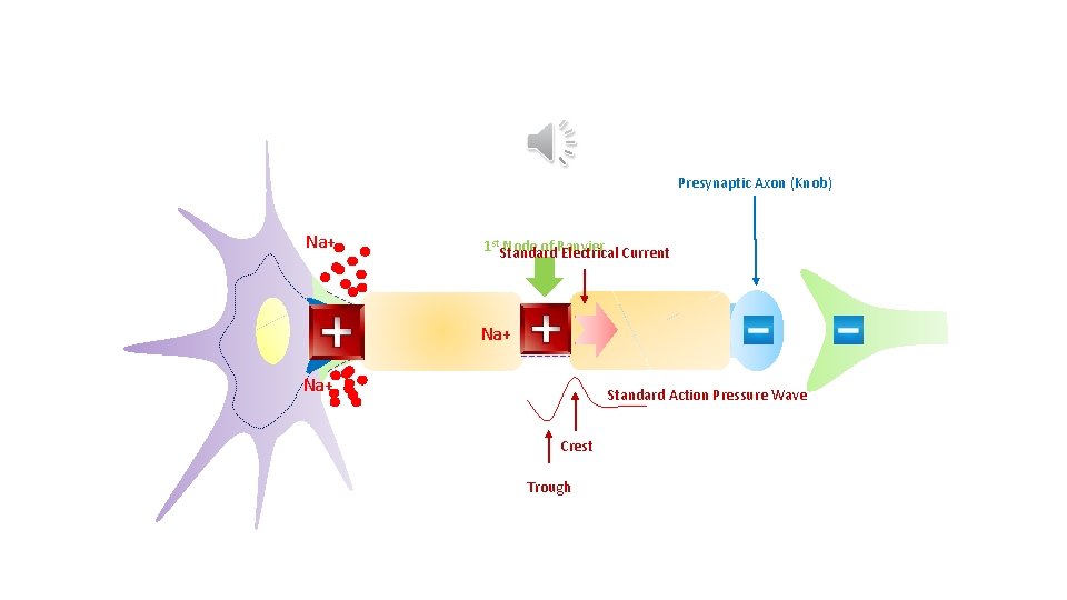 Presynaptic Axon (Knob) Na+ 1 st Standard Node of Ranvier Electrical Current Na+ Standard