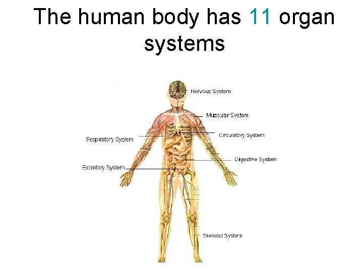 The human body has 11 organ systems 