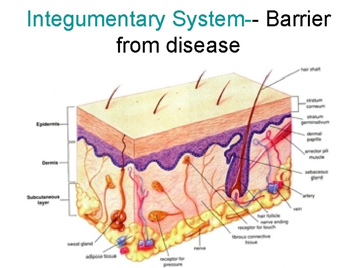 Integumentary System-- Barrier from disease 