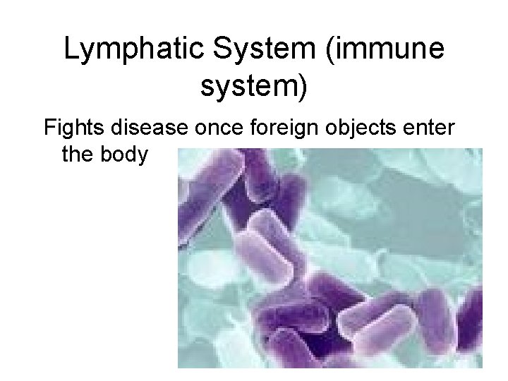 Lymphatic System (immune system) Fights disease once foreign objects enter the body 