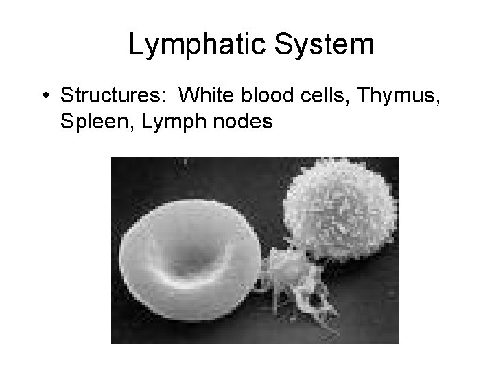 Lymphatic System • Structures: White blood cells, Thymus, Spleen, Lymph nodes 