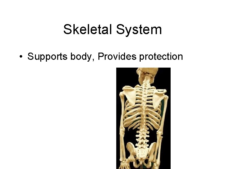 Skeletal System • Supports body, Provides protection 