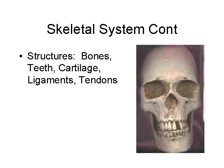 Skeletal System Cont • Structures: Bones, Teeth, Cartilage, Ligaments, Tendons 