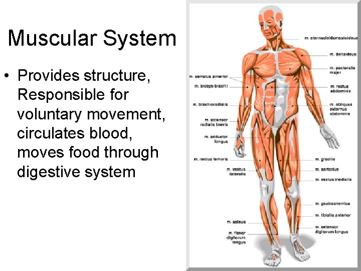 Muscular System • Provides structure, Responsible for voluntary movement, circulates blood, moves food through