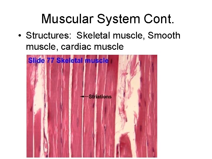 Muscular System Cont. • Structures: Skeletal muscle, Smooth muscle, cardiac muscle 