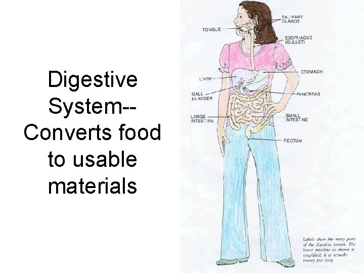 Digestive System-Converts food to usable materials 