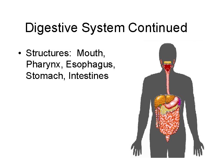 Digestive System Continued • Structures: Mouth, Pharynx, Esophagus, Stomach, Intestines 