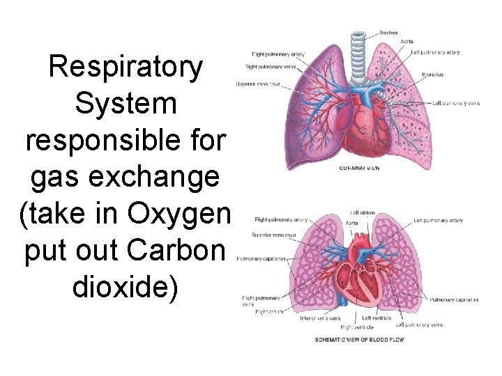 Respiratory System responsible for gas exchange (take in Oxygen put out Carbon dioxide) 