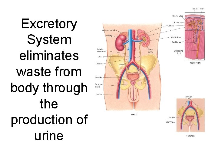 Excretory System eliminates waste from body through the production of urine 