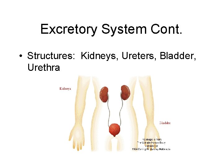 Excretory System Cont. • Structures: Kidneys, Ureters, Bladder, Urethra 