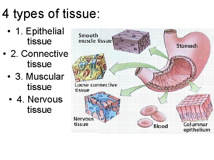 4 types of tissue: • 1. Epithelial tissue • 2. Connective tissue • 3.