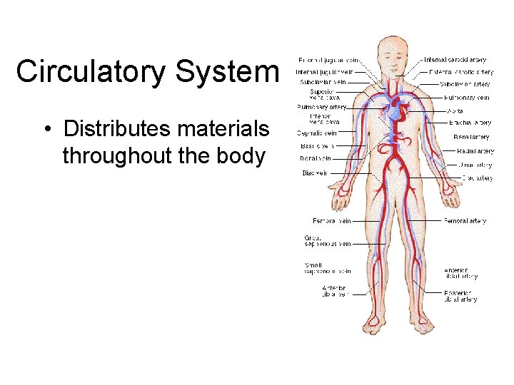 Circulatory System • Distributes materials throughout the body 