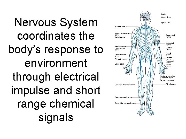 Nervous System coordinates the body’s response to environment through electrical impulse and short range
