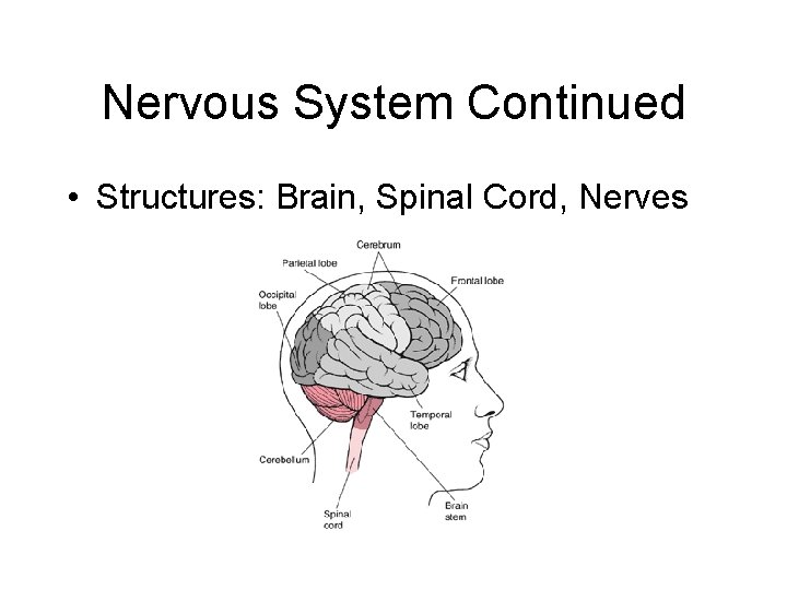 Nervous System Continued • Structures: Brain, Spinal Cord, Nerves 