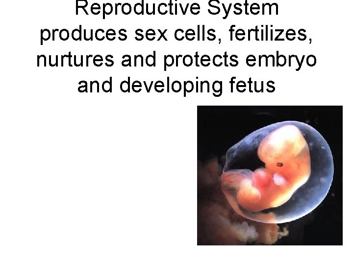 Reproductive System produces sex cells, fertilizes, nurtures and protects embryo and developing fetus 