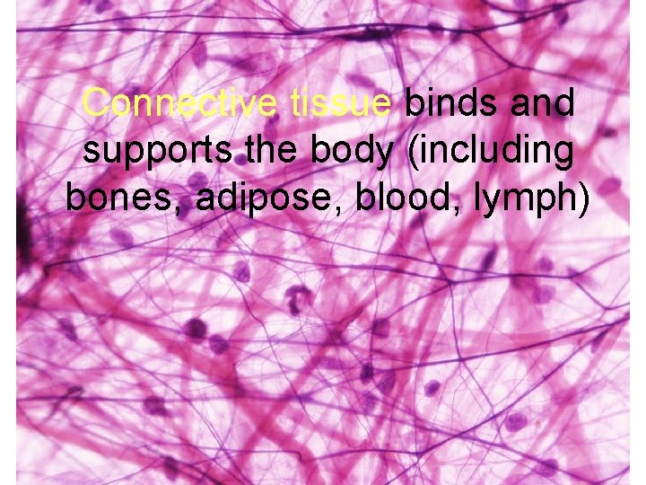 Connective tissue binds and supports the body (including bones, adipose, blood, lymph) 