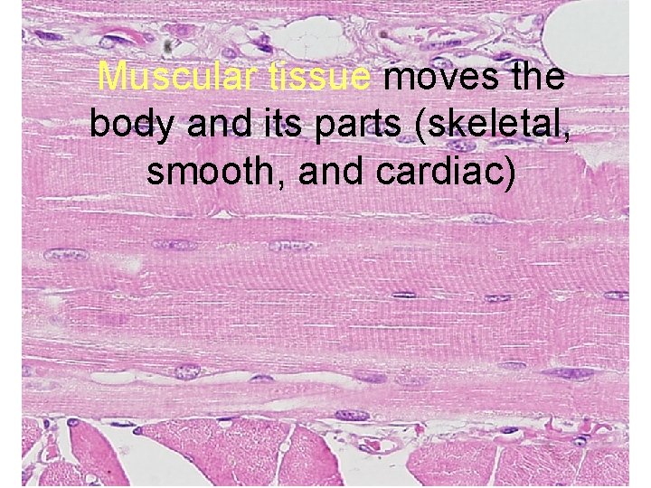 Muscular tissue moves the body and its parts (skeletal, smooth, and cardiac) 