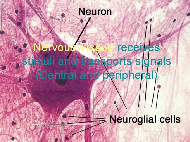 Nervous Tissue receives stimuli and transports signals (Central and peripheral) 