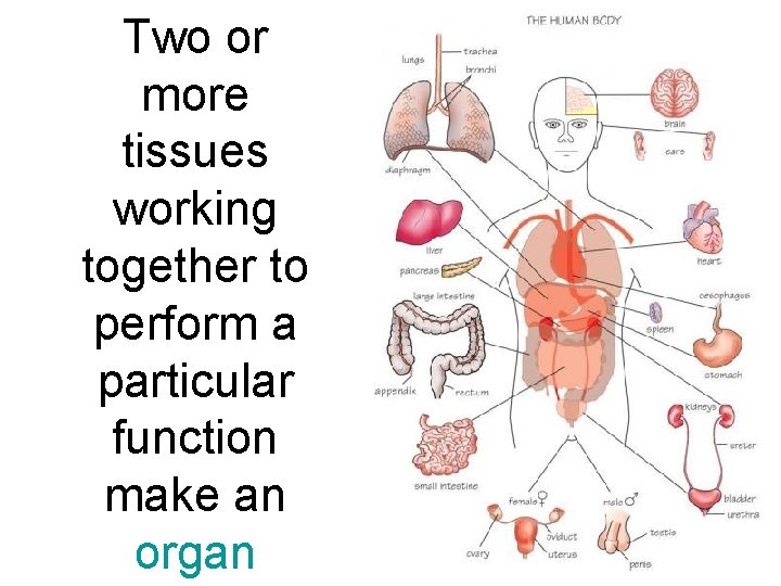 Two or more tissues working together to perform a particular function make an organ