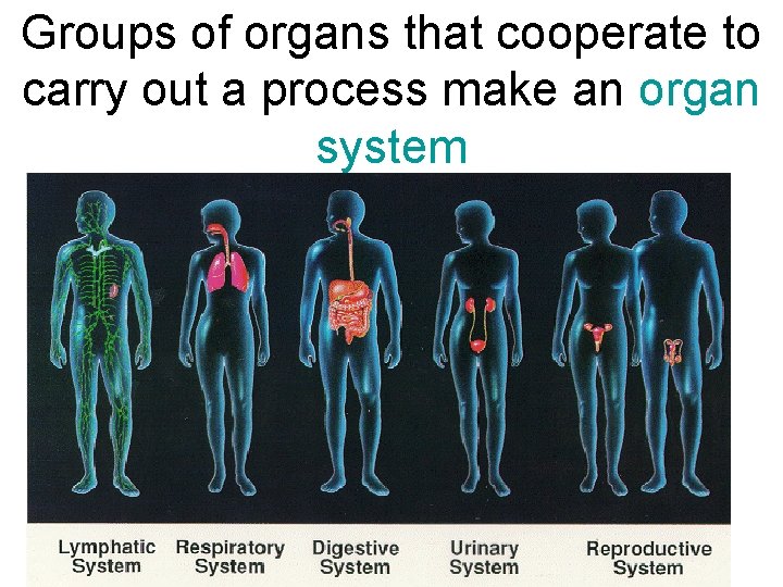 Groups of organs that cooperate to carry out a process make an organ system