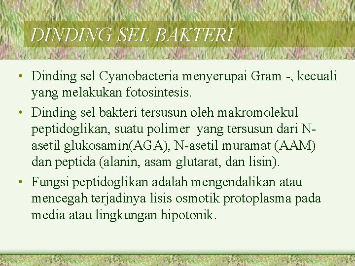 DINDING SEL BAKTERI • Dinding sel Cyanobacteria menyerupai Gram -, kecuali yang melakukan fotosintesis.