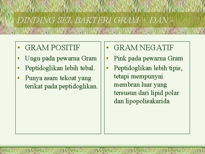 DINDING SEL BAKTERI GRAM + DAN • GRAM POSITIF • GRAM NEGATIF • Ungu