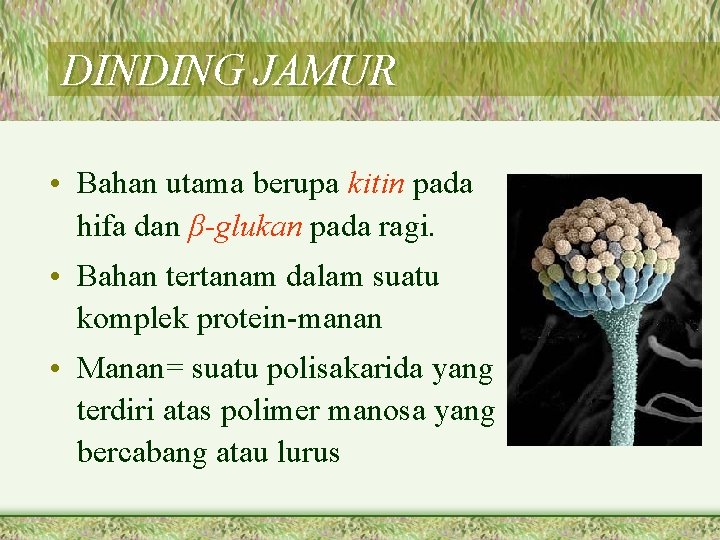 DINDING JAMUR • Bahan utama berupa kitin pada hifa dan β-glukan pada ragi. •