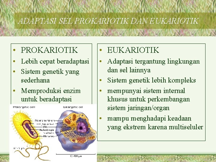 ADAPTASI SEL PROKARIOTIK DAN EUKARIOTIK • PROKARIOTIK • EUKARIOTIK • Lebih cepat beradaptasi •