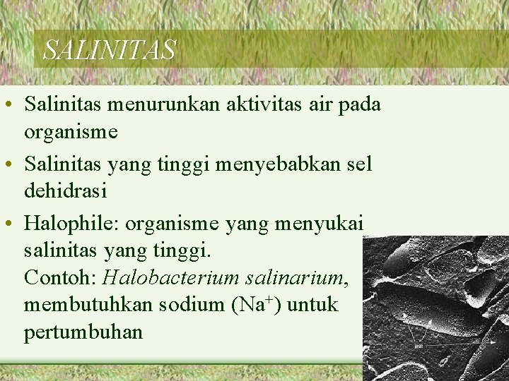 SALINITAS • Salinitas menurunkan aktivitas air pada organisme • Salinitas yang tinggi menyebabkan sel